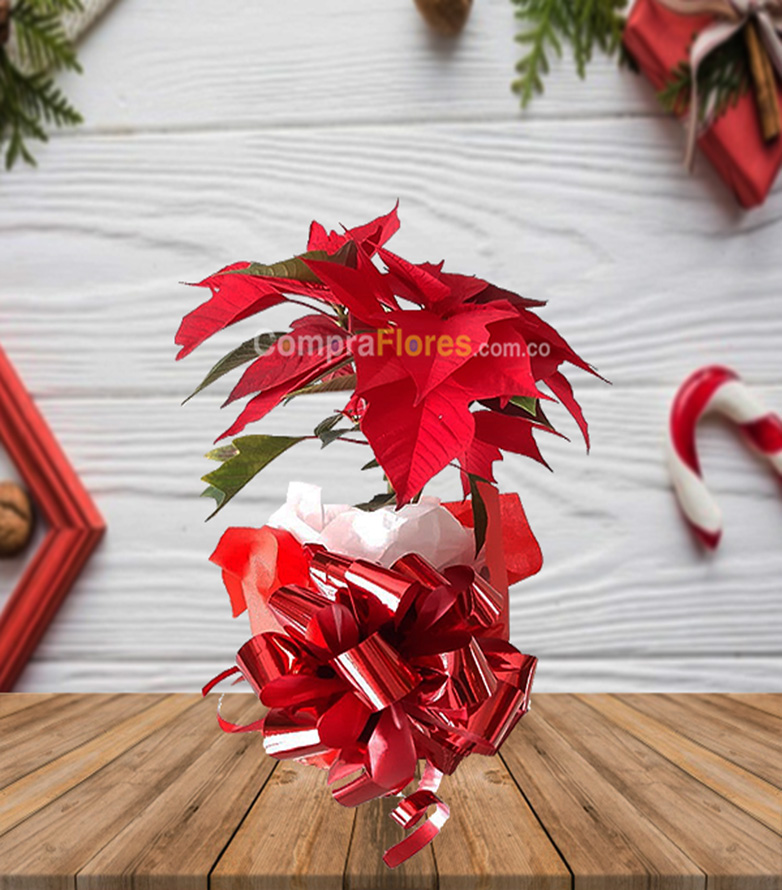 Flor de navidad, poinsettia 