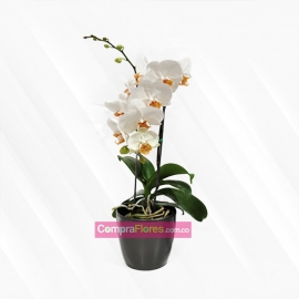 Orquidea Phalaenopsis, vivero