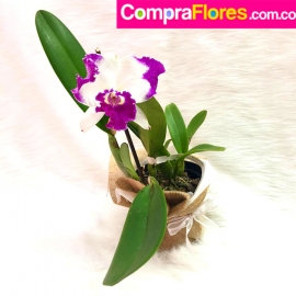 Orquidea Cattleya